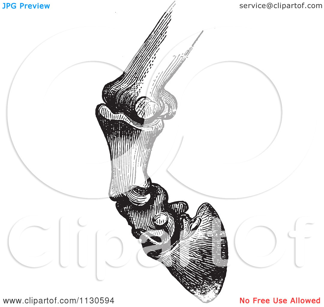 Clipart Of A Retro Vintage Engraving Of Horse Bones And Articulations
