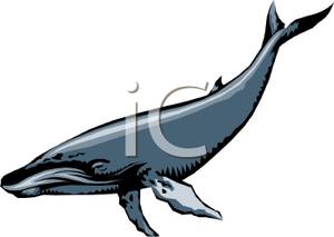 Gray Humpback Whale On A Plain White Background   Clipart