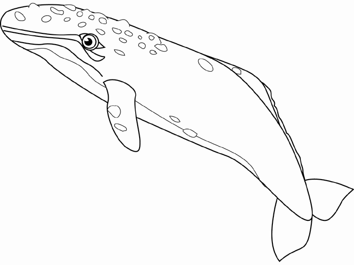 Gray Whale Coloring Pages