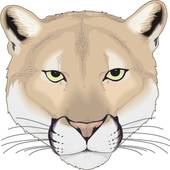 Illustration Lineart Animal Panth Re Puma Puma Montagne
