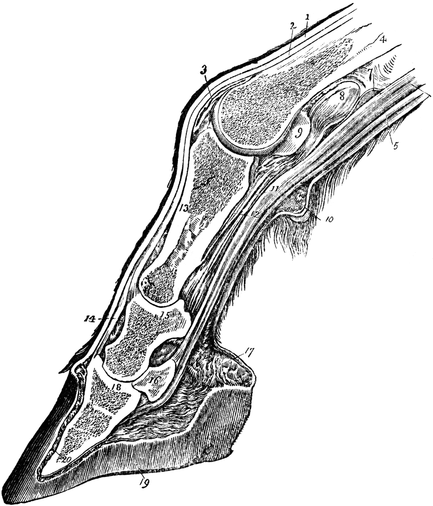 Section Through The Horse Leg And Hoof   Clipart Etc