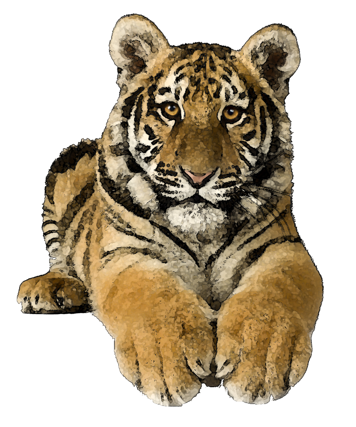 Tiger Clipart 10