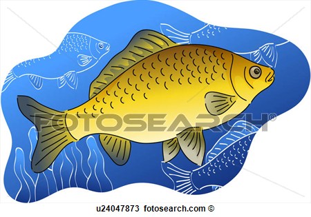 Vertebrate Crucian Carp Water Plant River Fresh Water Fish Fish