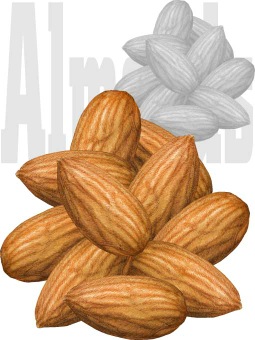 Almond Clipart   Free Clip Art