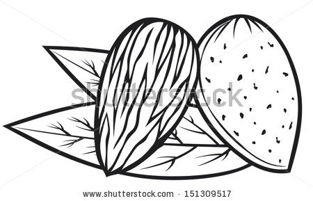 Almond Clipart Stock Vector Almond With Leaves Almond Nut 151309517