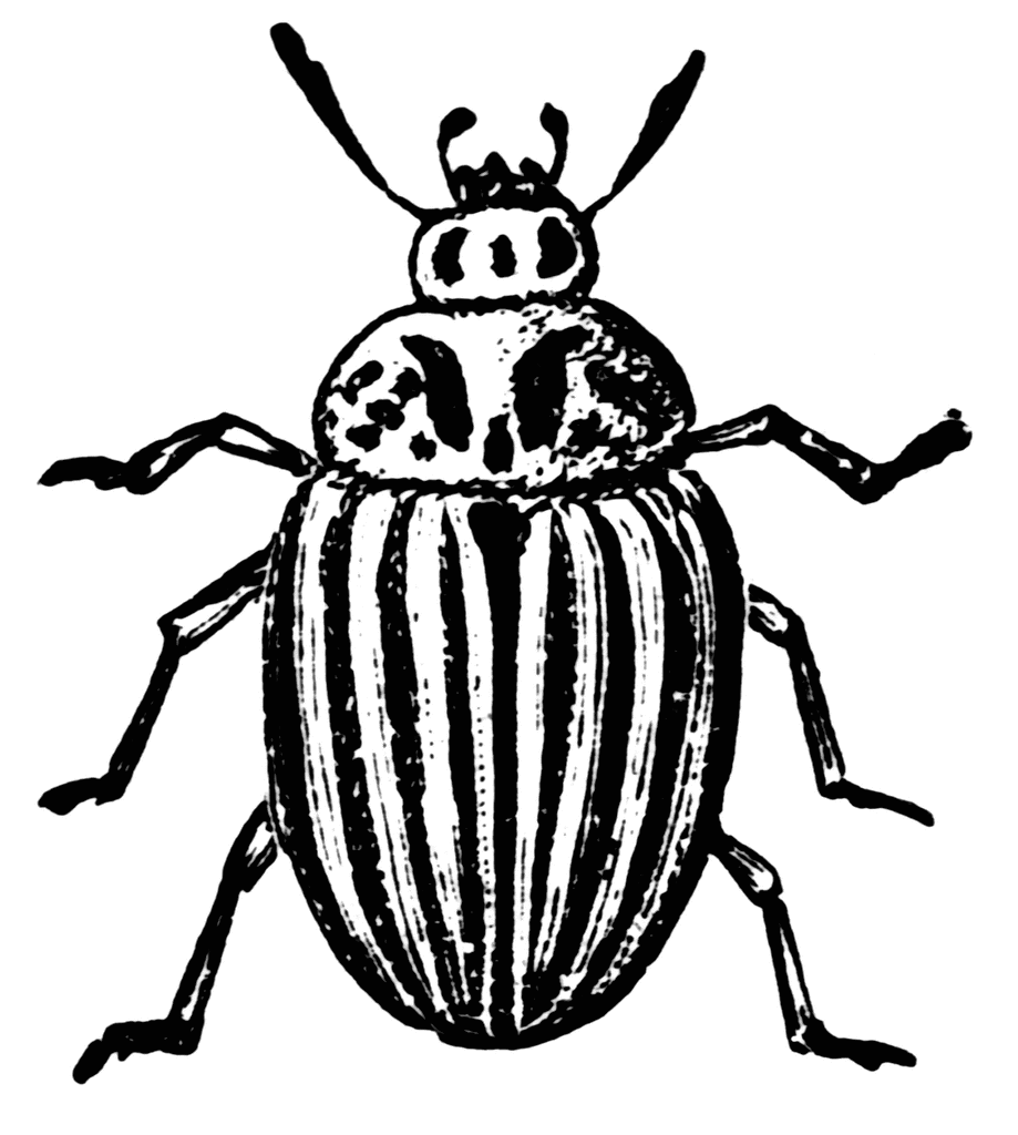 Colorado Potato Beetle   Clipart Etc