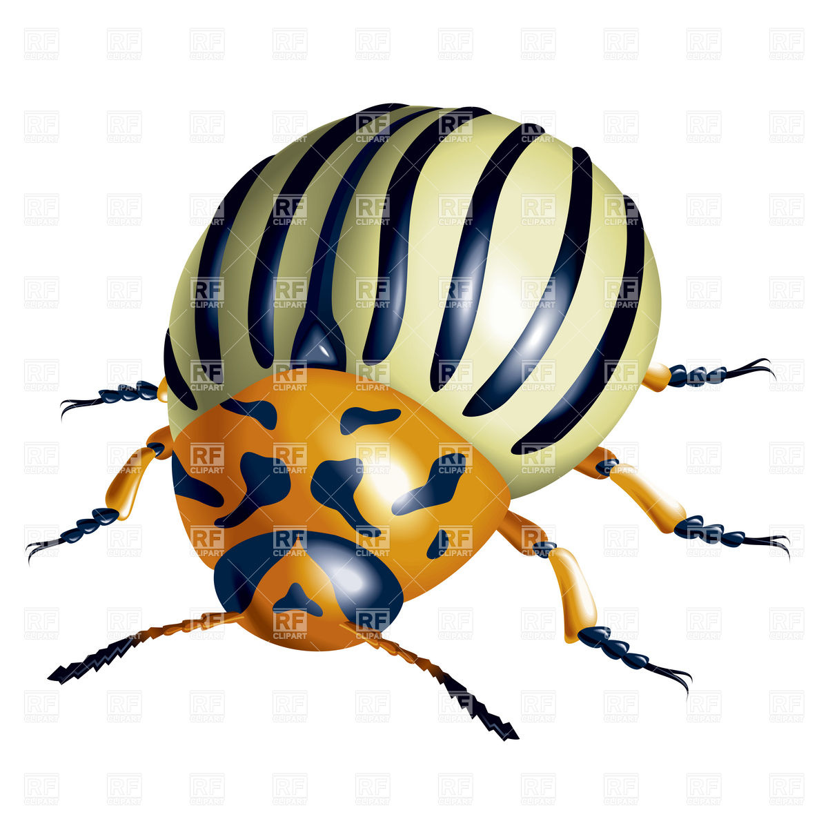 Colorado Potato Beetle Download Royalty Free Vector Clipart  Eps