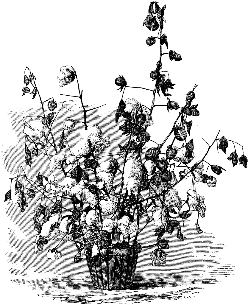 Cotton Plant   Clipart Etc