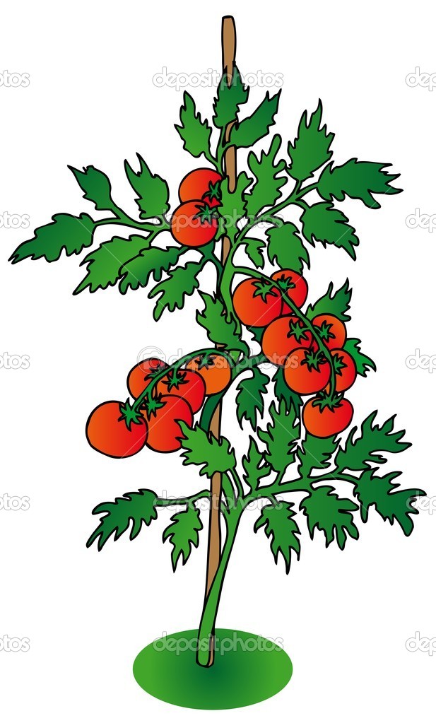 Bush Plan Vector Bush Tomato On White