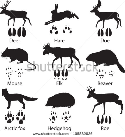 Cliparts  Animals And Its Tracks  Vector Illustration   Hqvectors Com