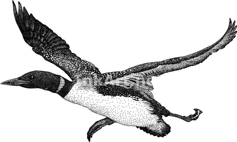 Common Loon Common Loon Line Art Illustration Click Image To Enlarge