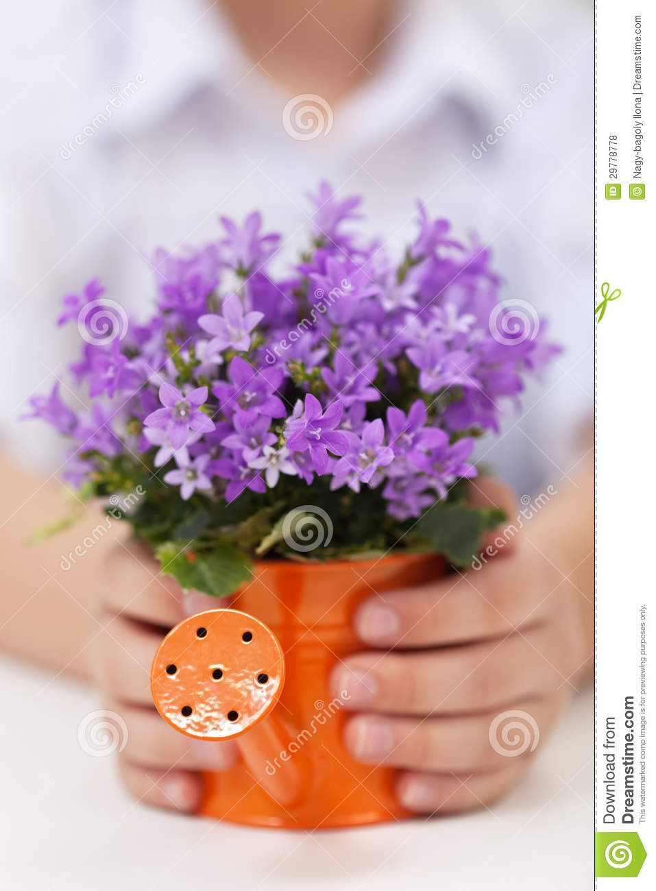 Fuzzy And Warm Spring Concept With Flower In Child Hands   Shallow