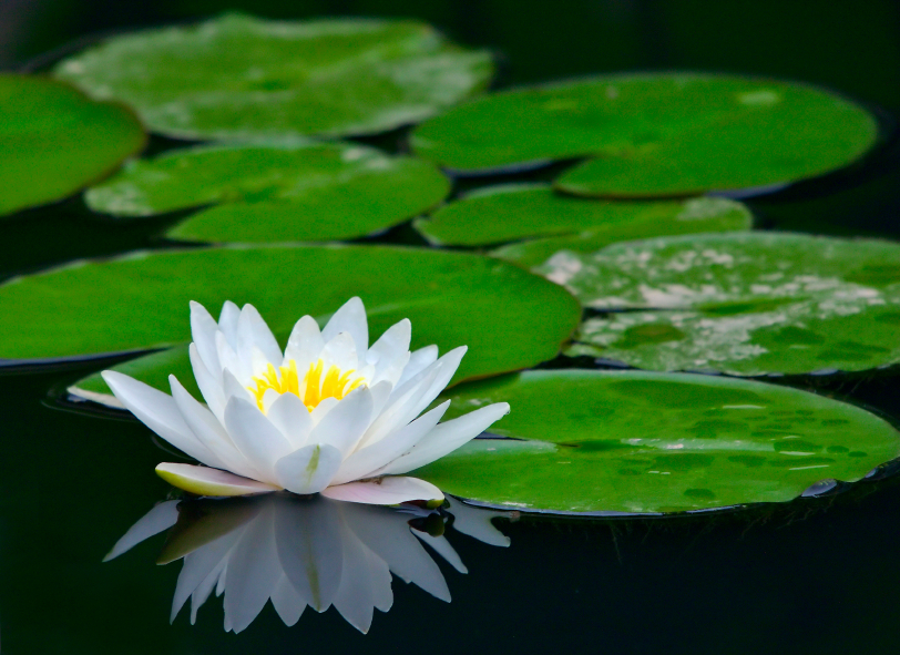 Lotus Flower On Pond   Free Images At Clker Com   Vector Clip Art    