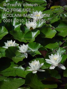 Pictures Of Lily Ponds