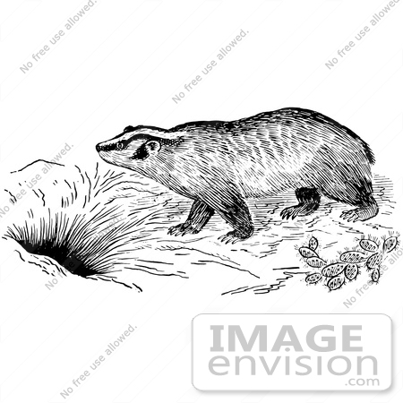Animal Den Clipart  61586 Clipart Of A Badger By