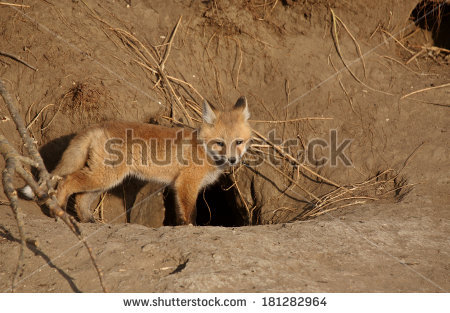Animal Den Clipart Red Fox Pup Outside Its Den