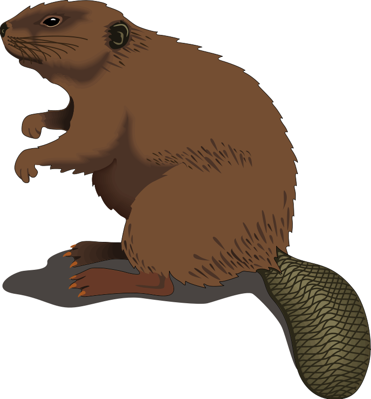 Beaver Clip Art Royalty Free Animal Images   Animal Clipart Org