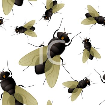 Fly Insect Background