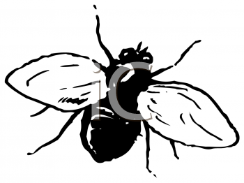 Royalty Free Fly Clip Art Insect Clipart