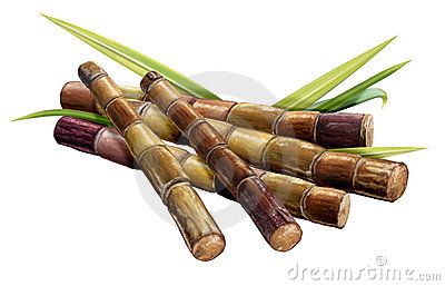 Sugar Cane And Cane Stock Images   Image  16631284