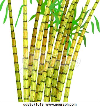Sugar Cane  Vector Illustration On A White Background  Eps Clipart