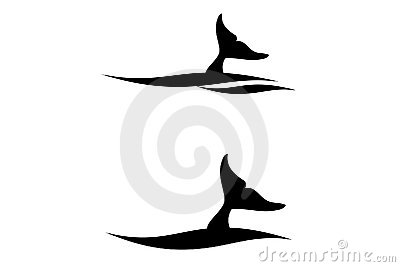 Whale Tail Royalty Free Stock Image   Image  6370776