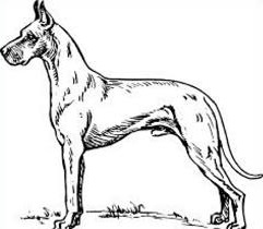 Free Great Dane Clipart