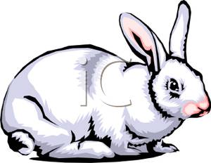 Fuzzy White Rabbit With A Pink Ear And Nose   Royalty Free Clipart    