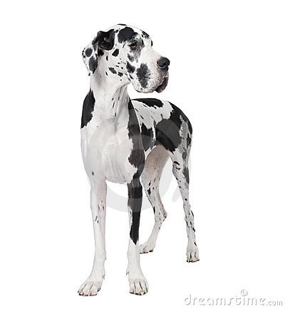 Great Dane 4 Years Old Standing In Front Of White Background Studio