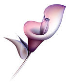 Calla Lily Stock Illustration Images  266 Calla Lily Illustrations