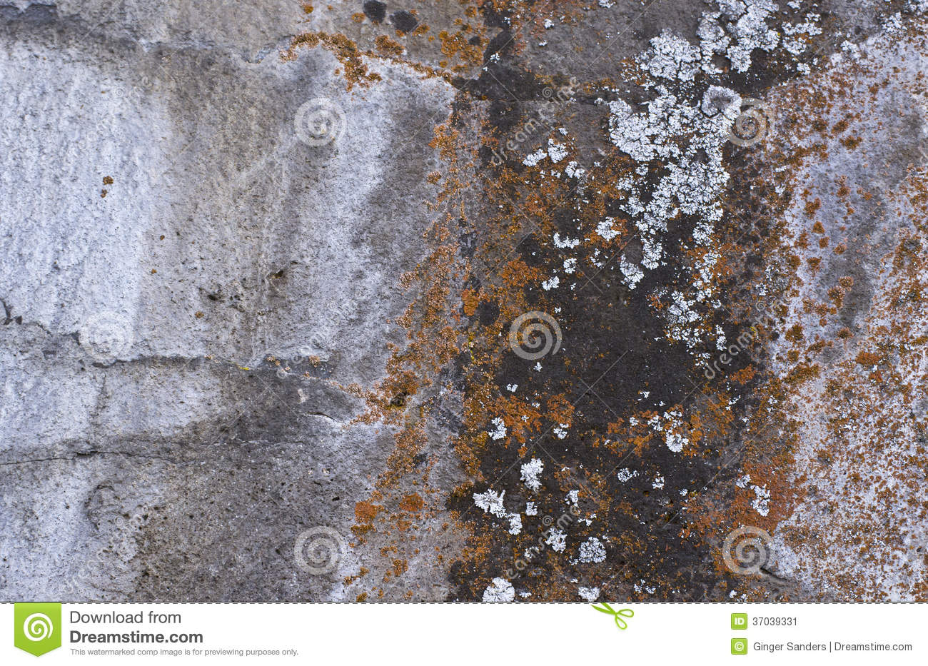 Gray Textured Lava Rocks With Colorful Lichen Stock Image   Image    