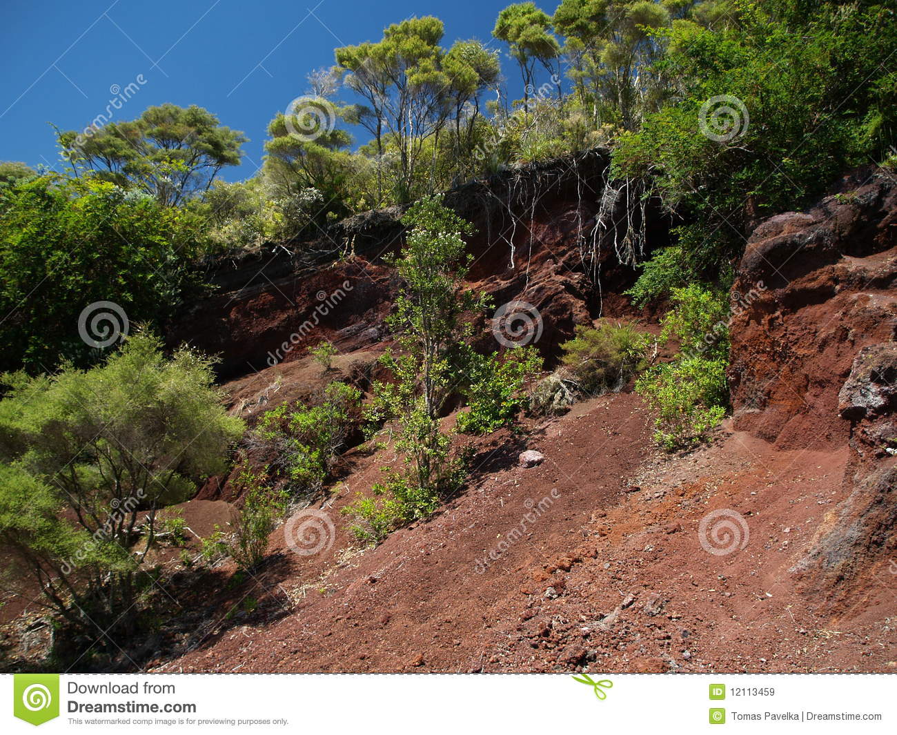 Red Lava Rocks In Inland Of Rangitoto Island Auckland New Zealand 