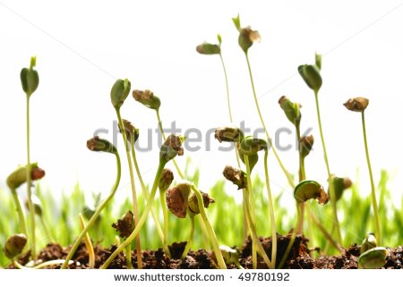 Bean Seed Germination With Soil Isolated On White Stock Photo