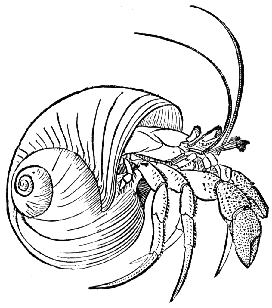 Crabs And Shells Colouring Pages