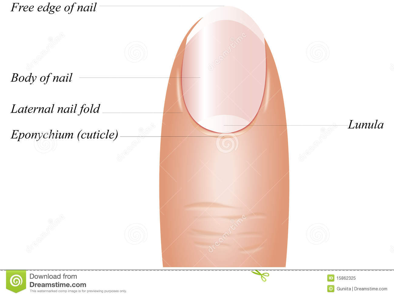 Finger Nail Anatomy Royalty Free Stock Photo   Image  15862325