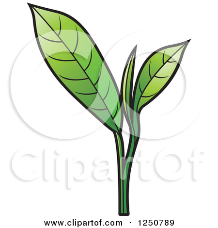 Royalty Free  Rf  Illustrations   Clipart Of Tea Leaves  1
