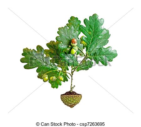 Stock Photo   Oak Tree Growing From Soil In Acorn Cup   Stock Image    