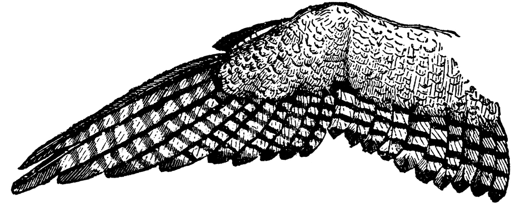 Wing Of An Eagle   Clipart Etc