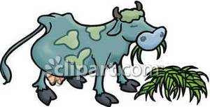 Blue Cow Eating Grass   Royalty Free Clipart Picture