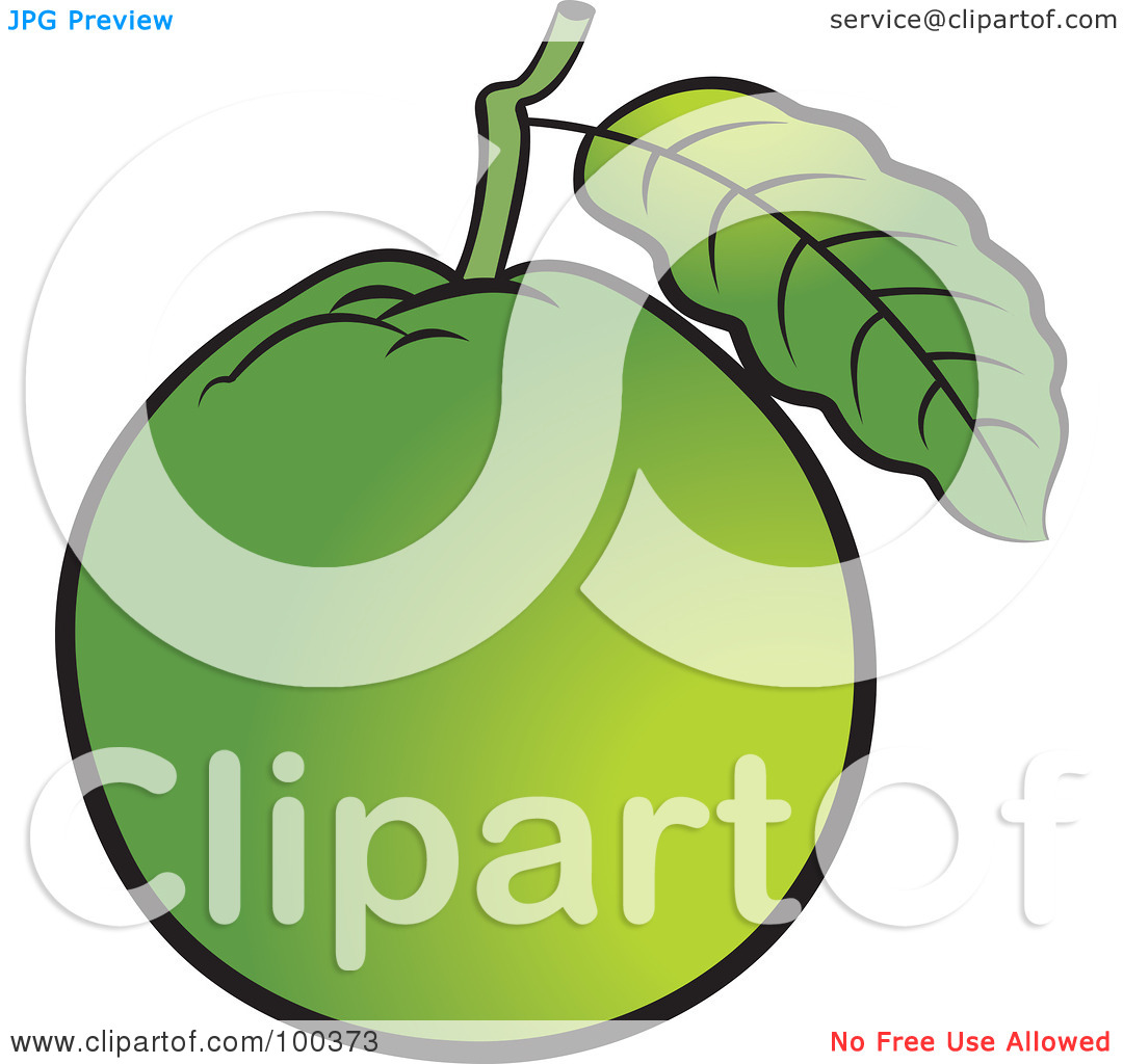 Royalty Free  Rf  Clipart Illustration Of A Green Guava By Lal Perera