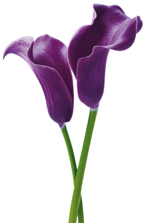 Fototapete   Riesenposter   Blume   Purple Calla Lilies   Klicken F R