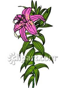 Tall Purple Lily   Royalty Free Clipart Picture