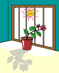 Why Do Plants Lean Toward Sunlight