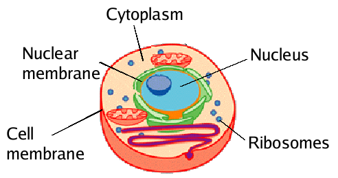 Animal Cell Biology Project   Publish With Glogster 