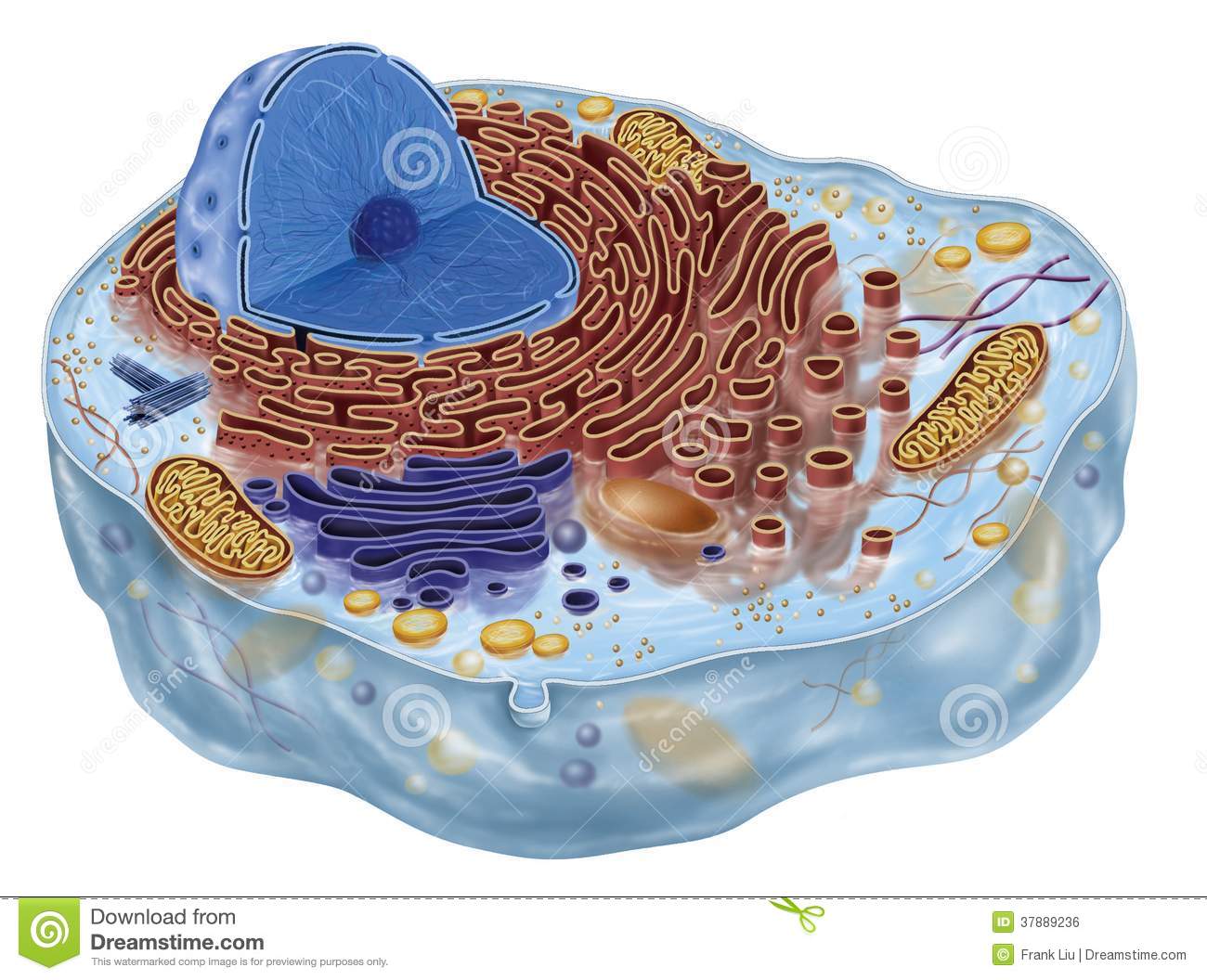 Animal Cell Royalty Free Stock Image   Image  37889236