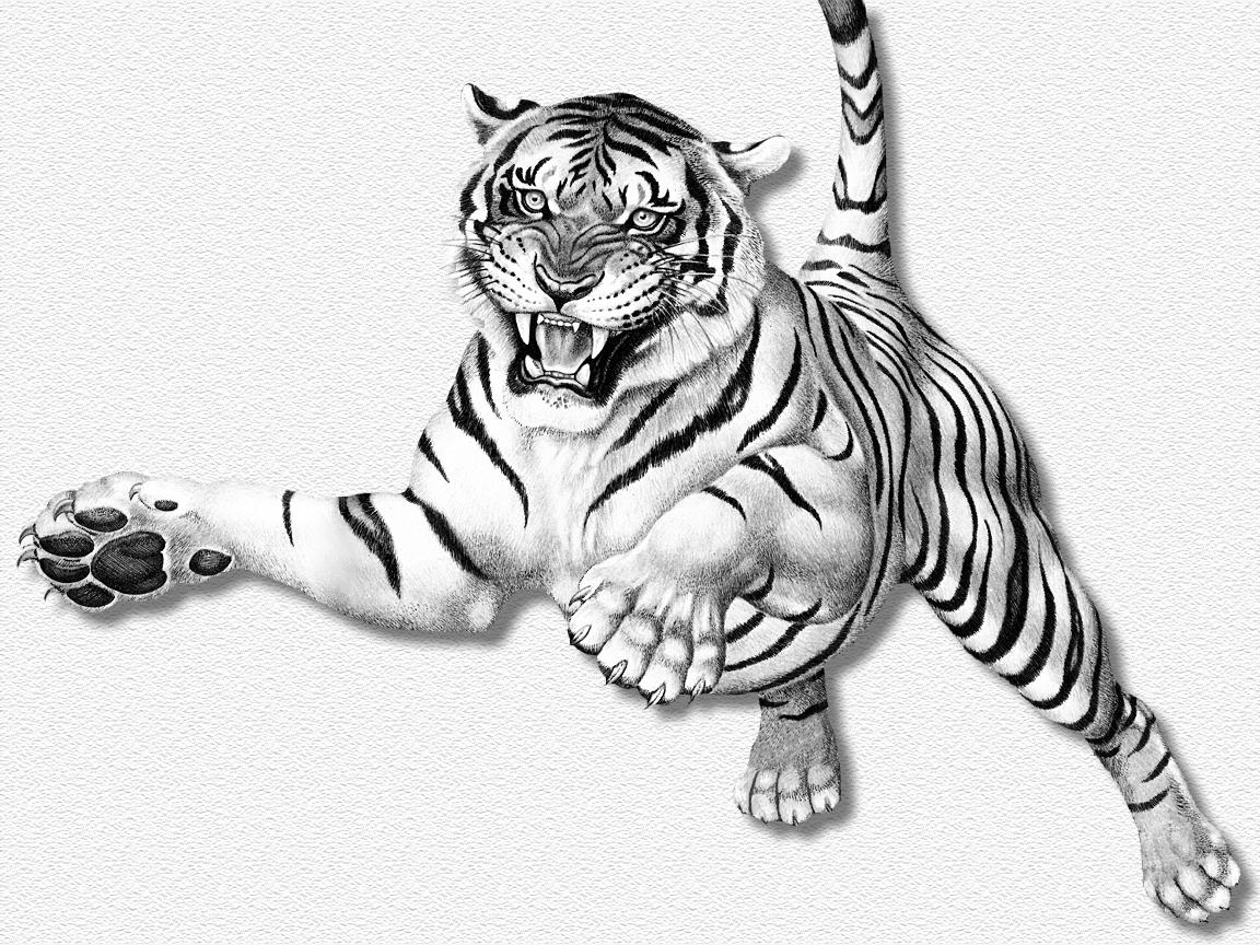 Back   Gallery For   White Tiger With Fangs Clip Art