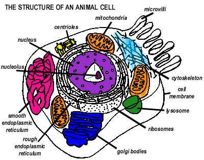 Basic Animal Cell Structure Cells