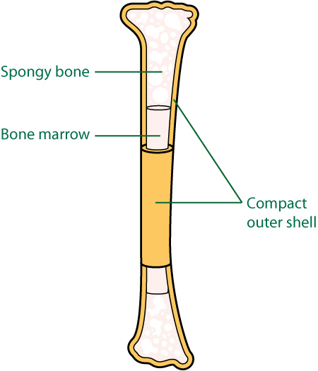 Bone Cells Structure Structure Of A Bone