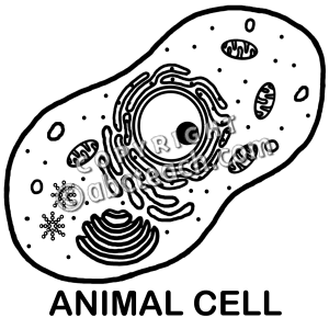 Clip Art  Cells  Animal Unlabeled B W   Preview 1