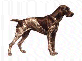 Dog Graphics   Hunting Dog Dog Graphics